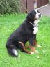 Daisy-Reike Juni 2013 - 12,4 Jahre