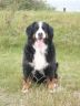 Indy von der hohen Linde