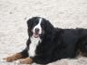 Indy von der hohen Linde 