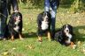 Ausstellung Baden -Baden 