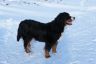 Winterbilder Januar 2013