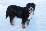 Winterbilder Januar 2013