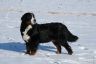 Niky im Schnee