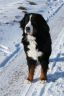 Niky im Schnee