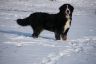 Winterbilder Januar 2013 Niky