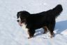 Winterbilder Januar 2013 Orni
