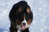 Winterbilder Januar 2013