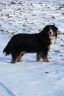 Winterbilder Januar 2013 Orni 