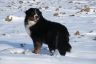 Winterbilder Januar 2013