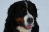 Kylie im Schnee